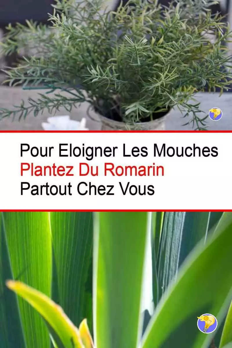 Eloigner les Mouches avec du Romarin