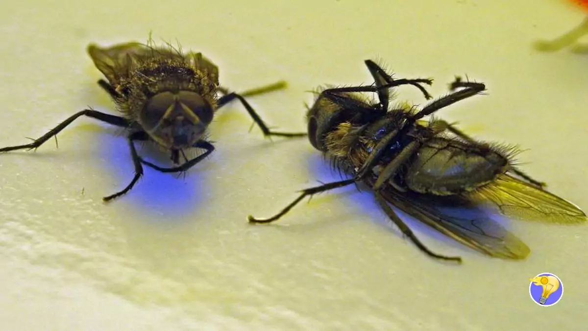 Mouches: 6 Astuces Naturelles pour les Chasser de Votre Maison