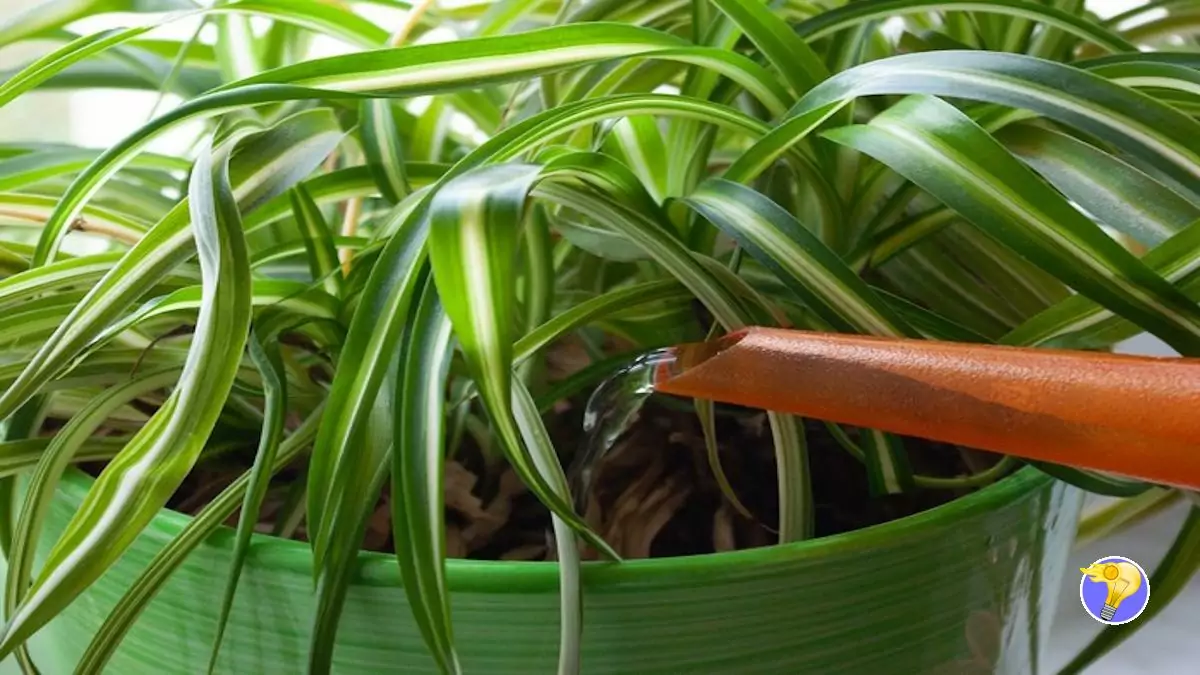 Conseils pour entretenir cotre chlorophytum