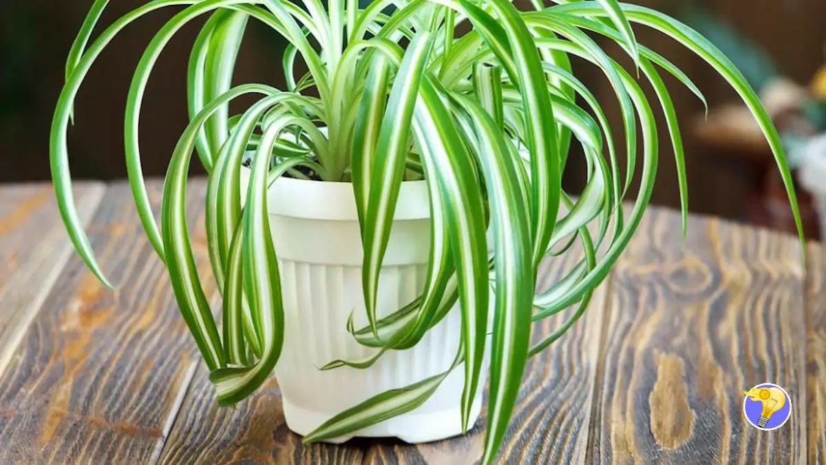 Les caractéristiques du Chlorophytum