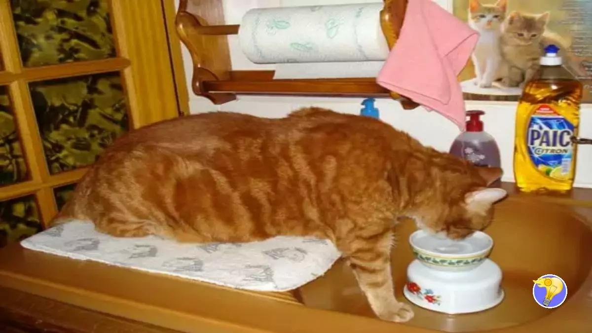 Pourquoi les Chats Renversentils leurs Gamelles d’Eau Fréquemment