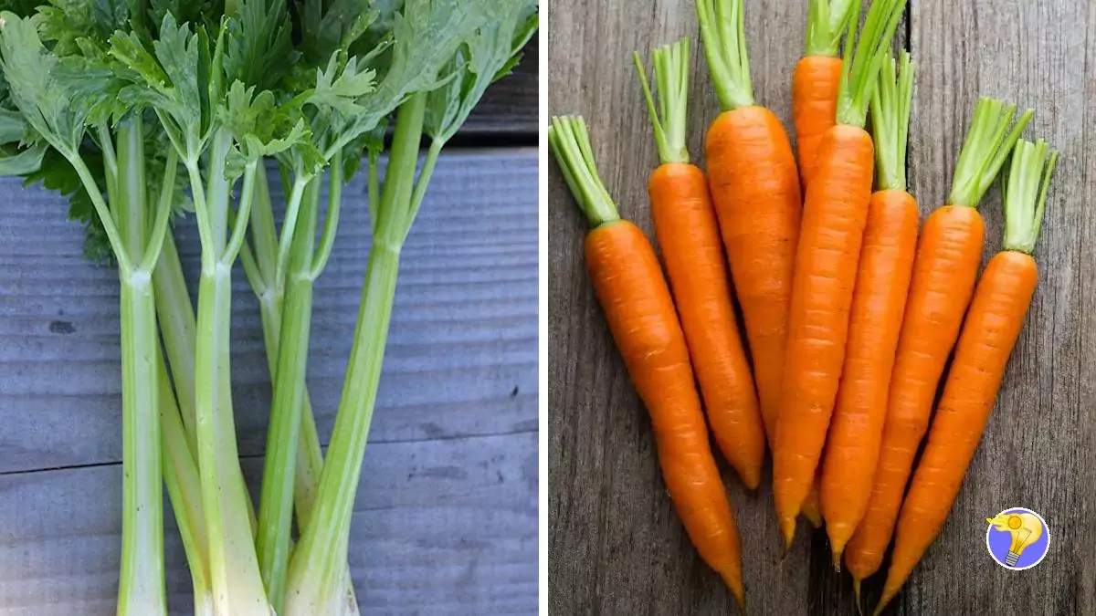 Céleri et Carottes 2 Légumes d’Hiver à Congeler Facilement