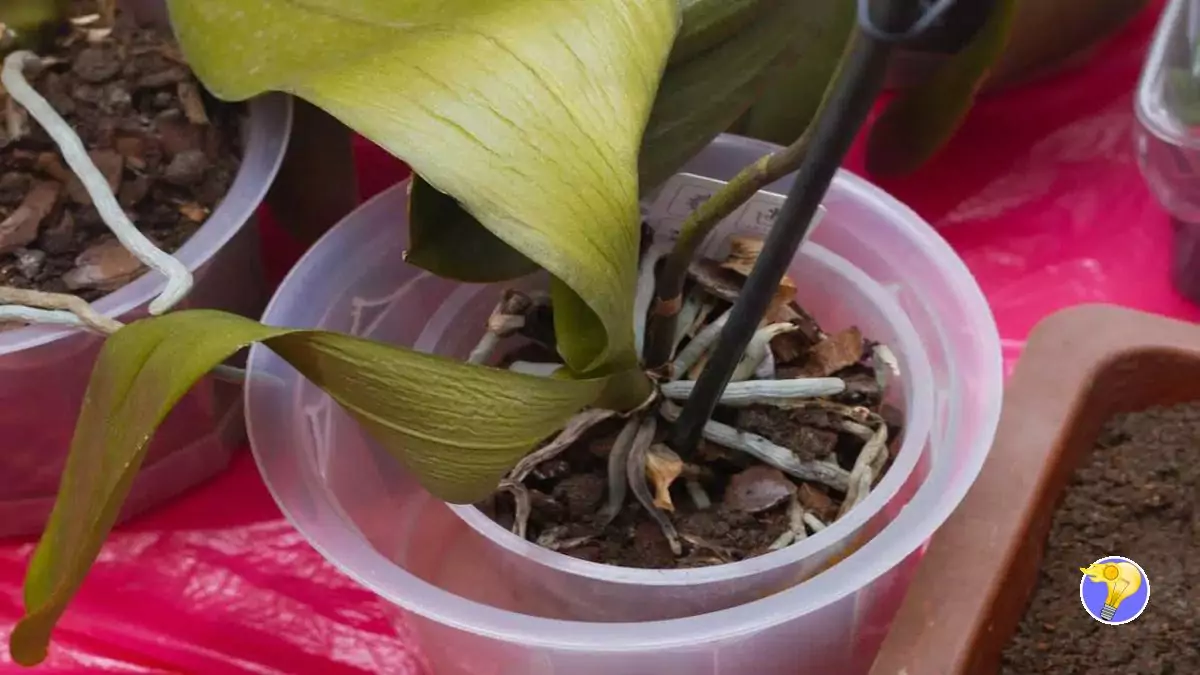 Faire Refleurir une Orchidée n’est pas Impossible!
