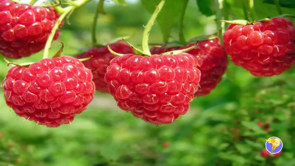 4 Facteurs Clés Pour Avoir une Récolte Abondante de Framboises