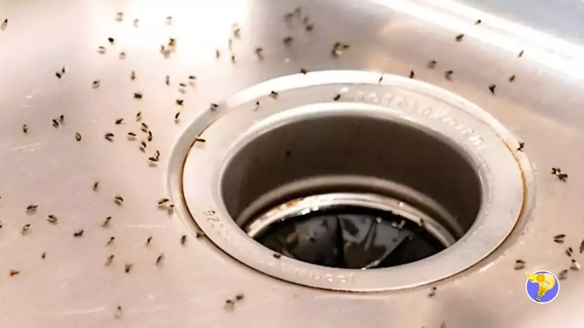 Moucherons dans la Cuisine Comment les Faire Fuir?
