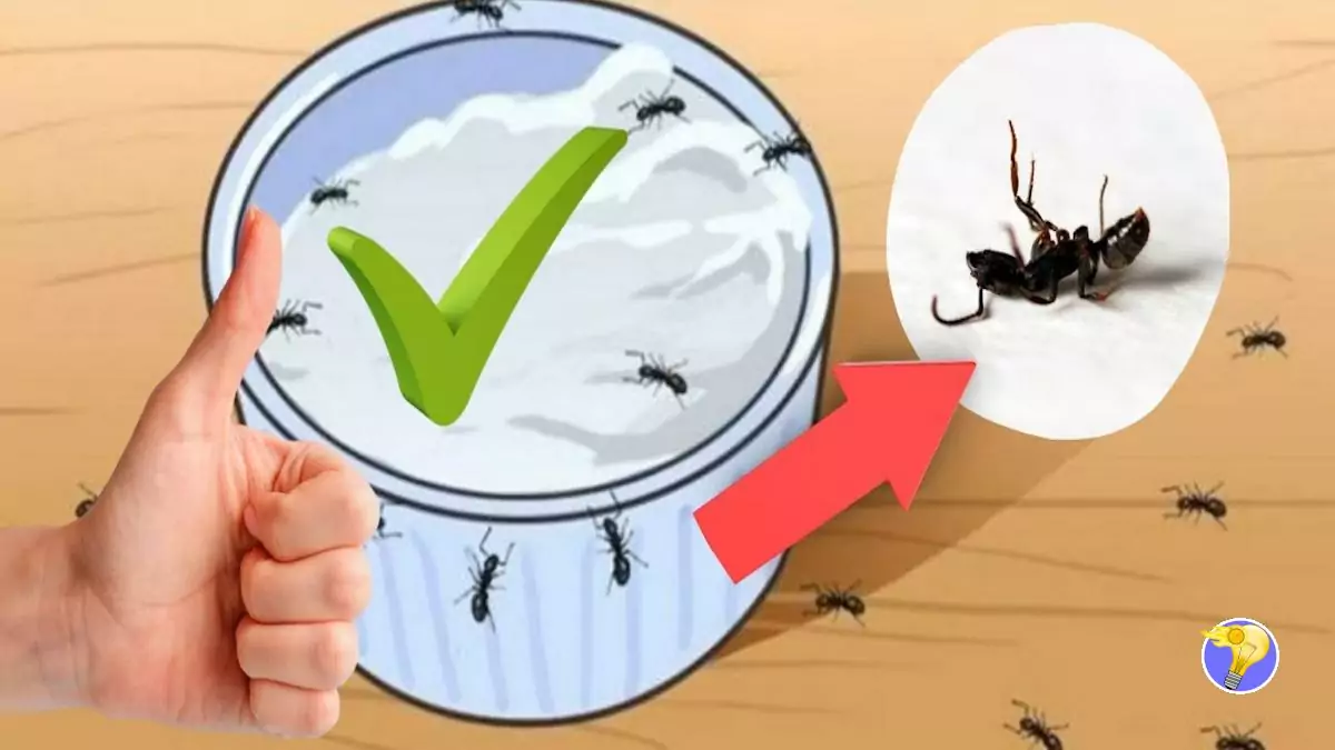3 Ingrédients pour Éloigner les Fourmis Définitivement de votre Maison