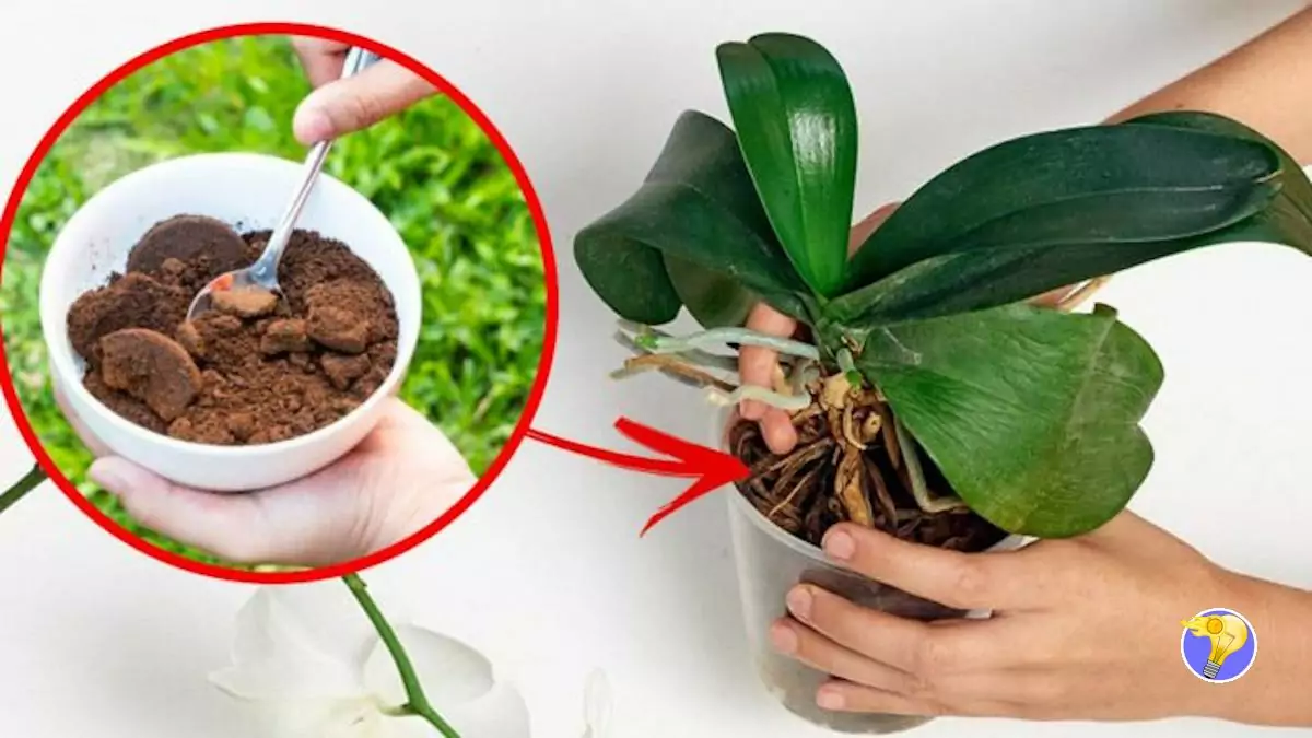 Orchidée: Utilisez du Marc de Café pour la Fertiliser