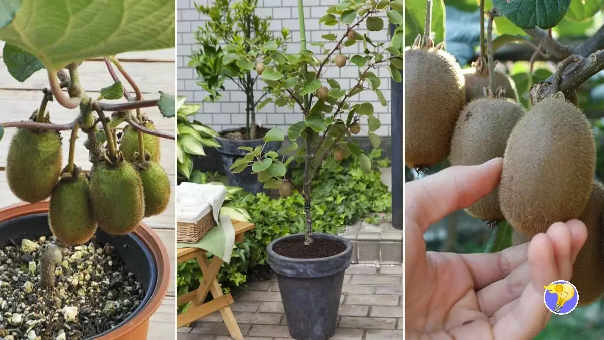Réussir à Faire Pousser un Arbre de Kiwi en Pot n’est pas Impossible