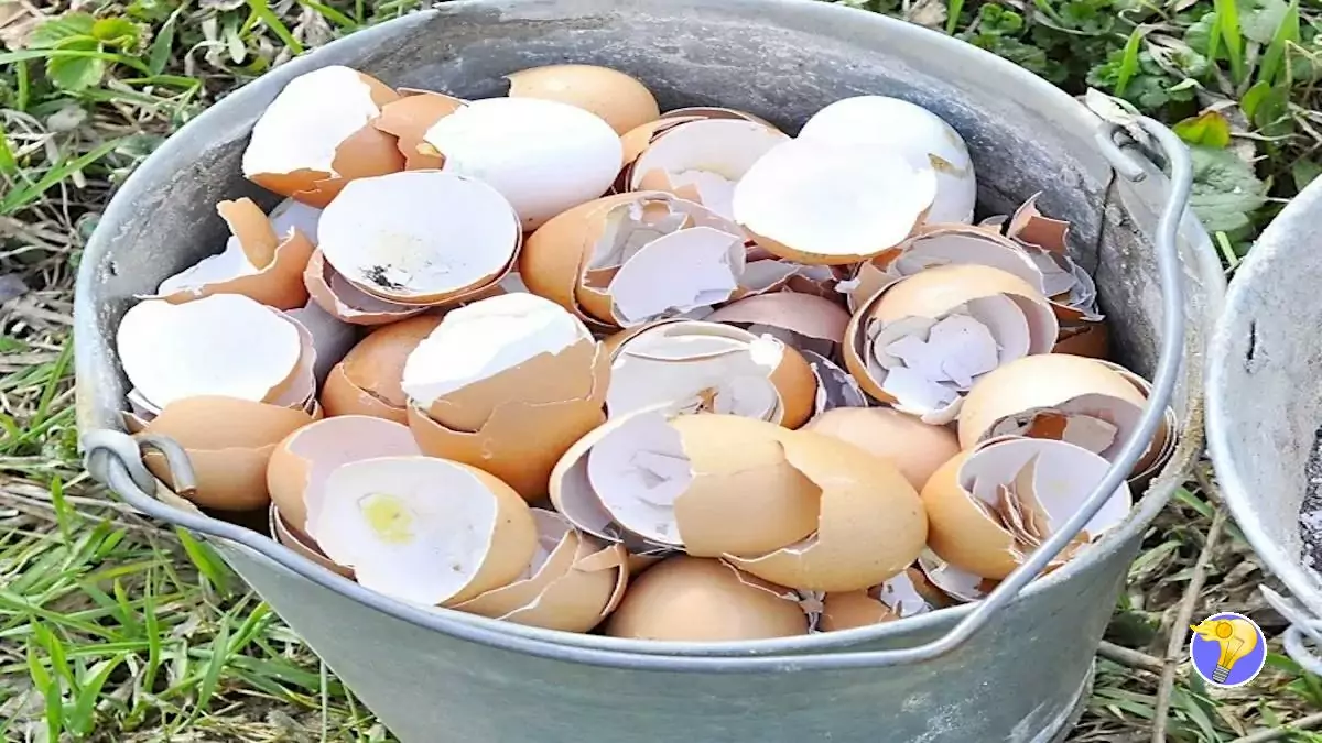 Recyclez des Coquilles d’Œufs pour le Bien de votre Jardin