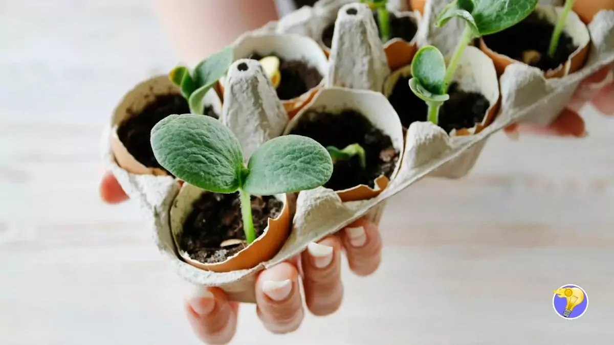 Coquilles d’Œufs: 4 Utilités Étonnantes