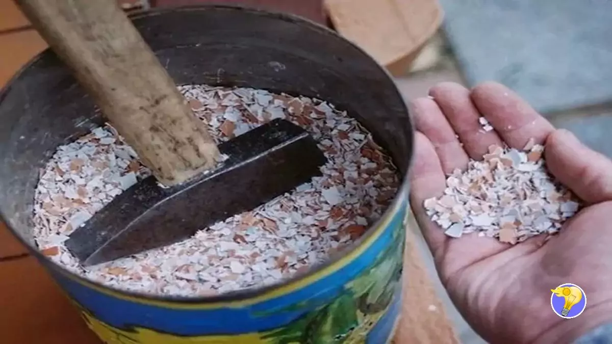 8 Utilités étonnantes des Coquilles d’Œufs pour le bien du Jardin